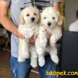 Sıfır Numara Dişi Ve Erkek Maltipoo Bebeklerim 2