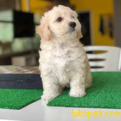 Sıfır Numara Dişi Ve Erkek Maltipoo Bebeklerim 3