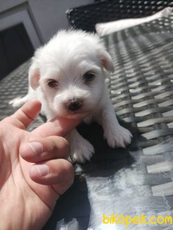 SIFIR NUMARA MALTESE YAVRULARIMIZ 4