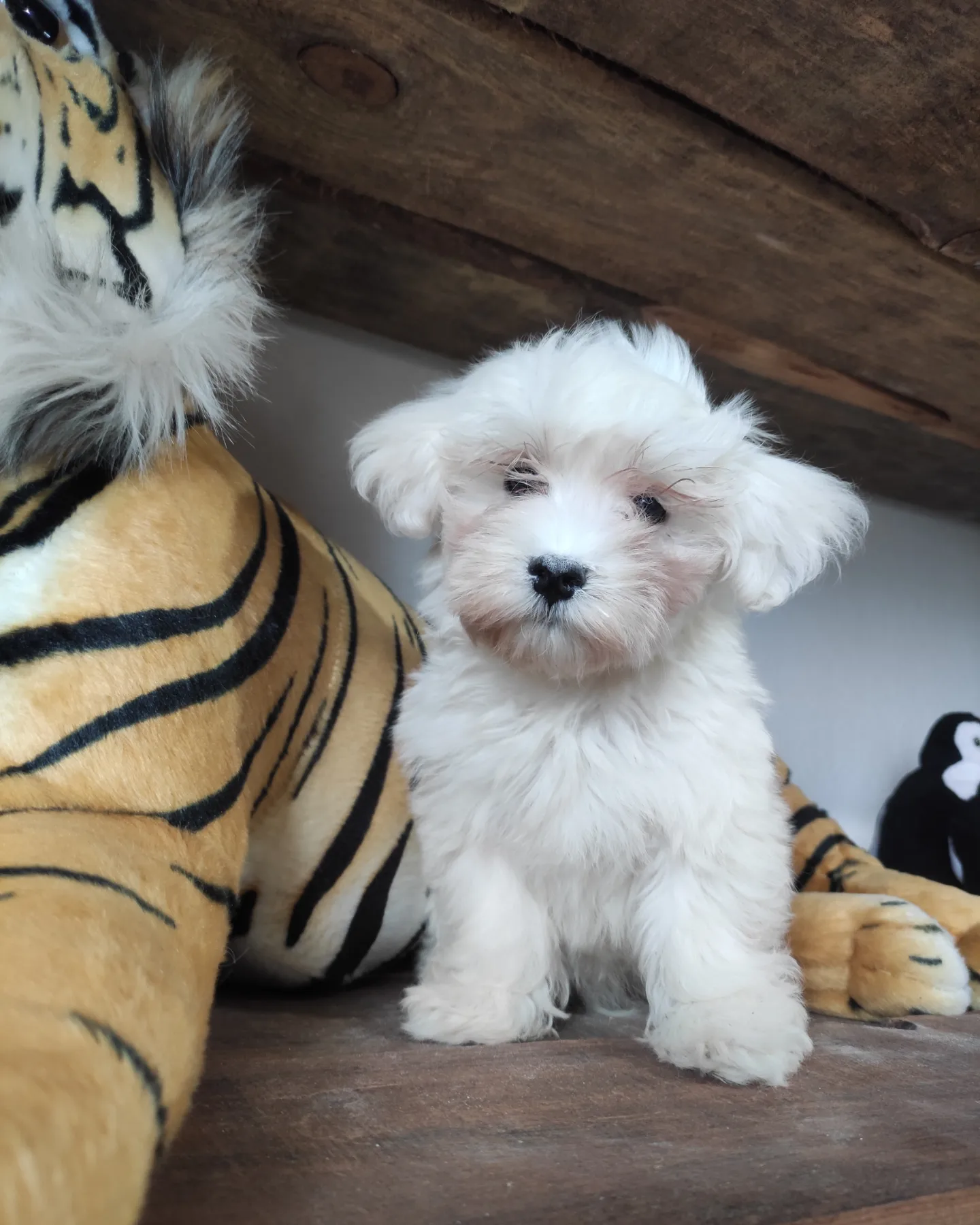 SIFIR NUMARA PAMUK MALTESE TERRİER 2