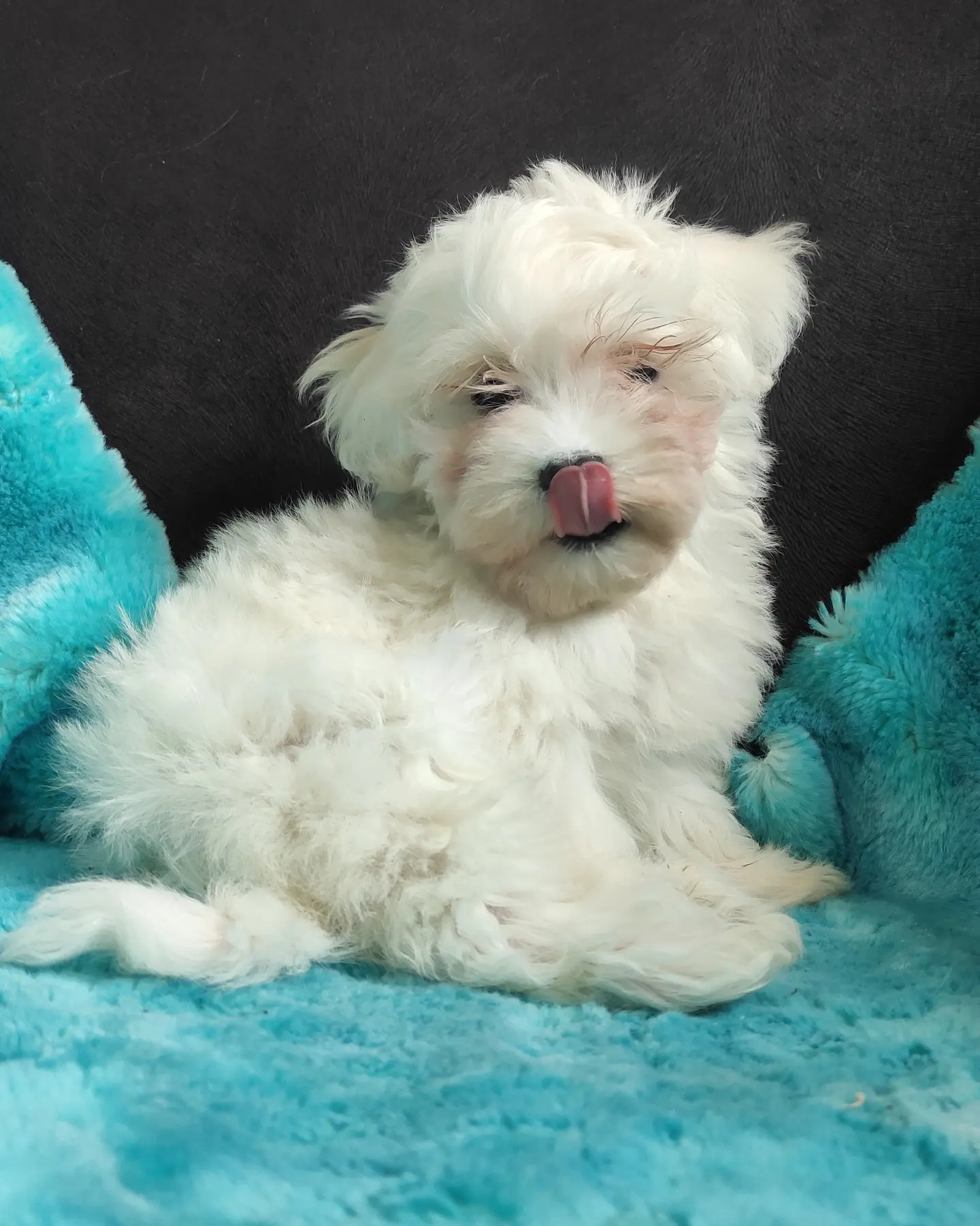 SIFIR NUMARA PAMUK MALTESE TERRİER