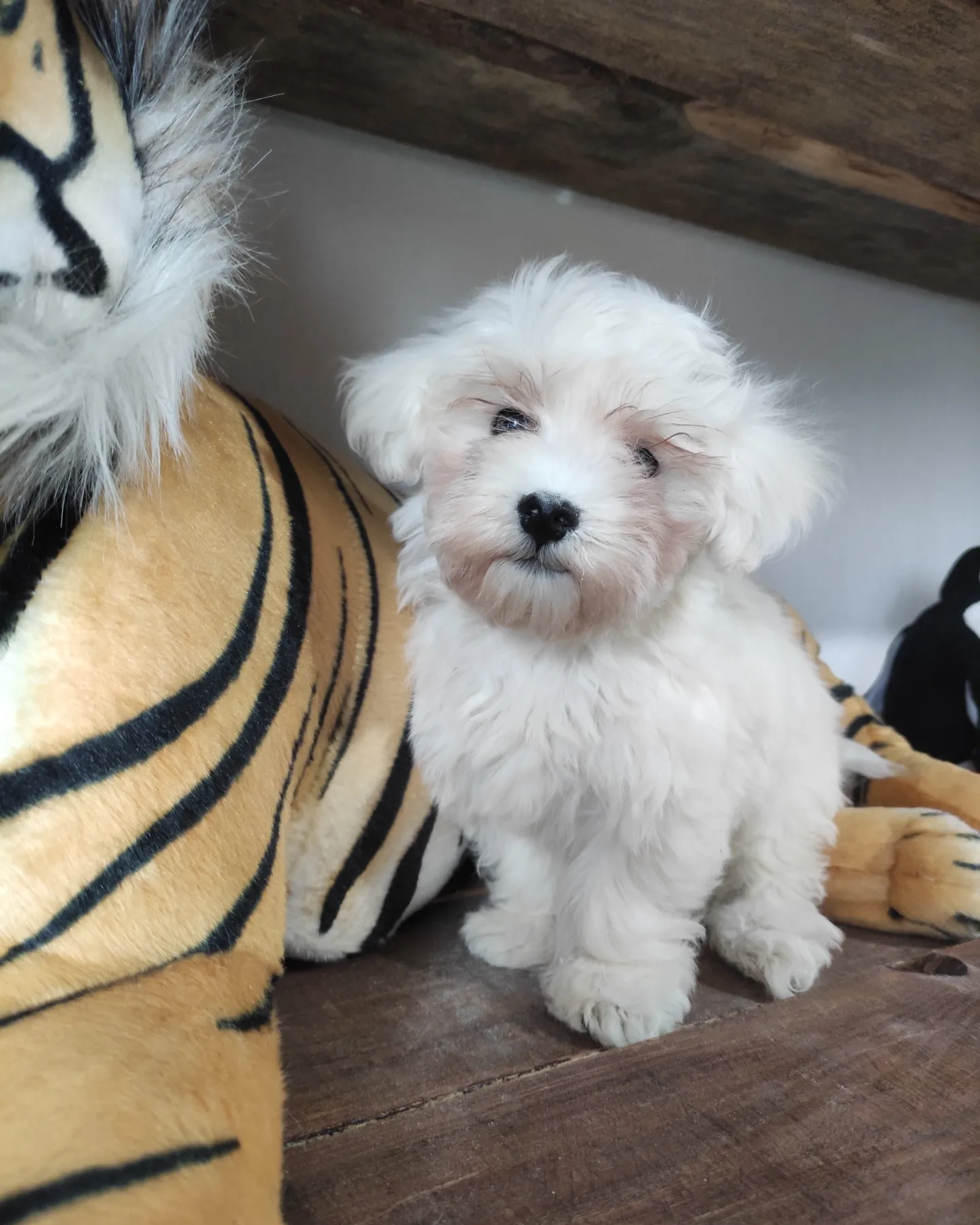 SIFIR NUMARA PAMUK MALTESE TERRİER 3
