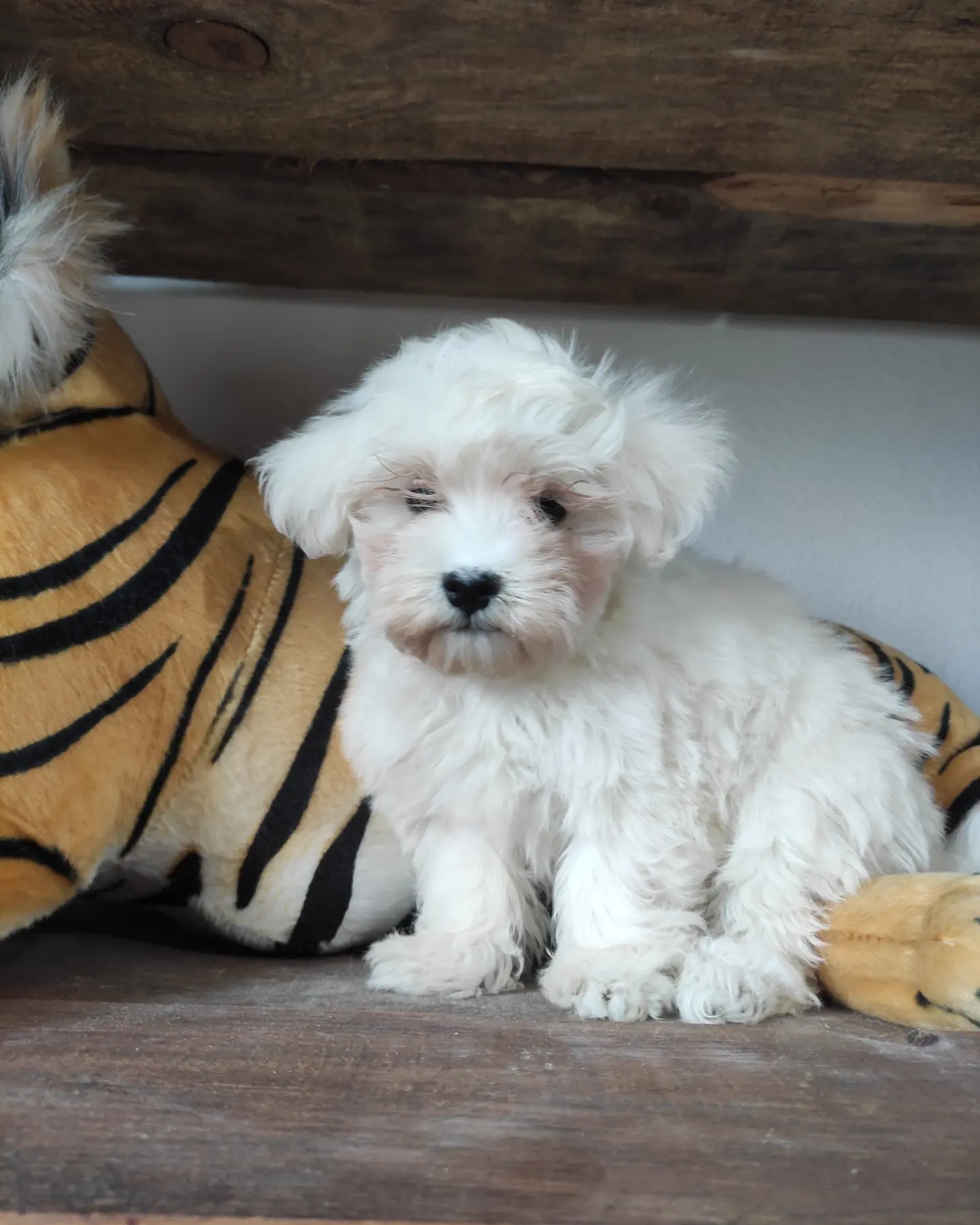 SIFIR NUMARA PAMUK MALTESE TERRİER 4