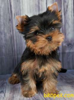 Sıfır Numara Saf Kan Orjinal Yorkshire Terrier 2