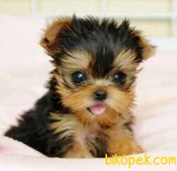 Sıfır Numara Saf Kan Orjinal Yorkshire Terrier 1