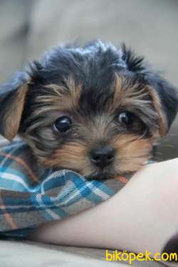 Sıfır Numara Saf Kan Orjinal Yorkshire Terrier 3