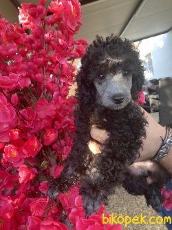 Silve Gri Toy Poodle Kızımız Lucy 2