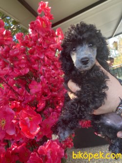 Silve Gri Toy Poodle Kızımız Lucy 1