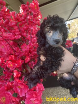 Silve Gri Toy Poodle Kızımız Lucy 4