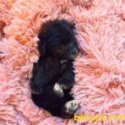SİLVER DİŞİ ERKEK F1 MALTİPOO 3