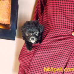 SİLVER DİŞİ ERKEK F1 MALTİPOO 4