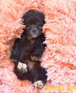SİLVER DİŞİ ERKEK F1 MALTİPOO 1