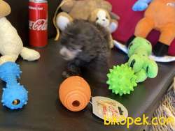 Silver Dişi Toy Poodle Yavrularımız 3