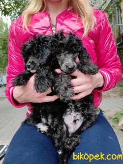Silver Dişi Toy Poodle Yavrularımız 1