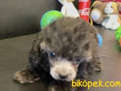 Silver Dişi Toy Poodle Yavrularımız 4