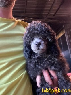 SİLVER ENDER RENK TOY POODLE YAVRULAR 2