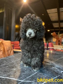 SİLVER ENDER RENK TOY POODLE YAVRULAR 1