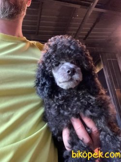 SİLVER ENDER RENK TOY POODLE YAVRULAR 3