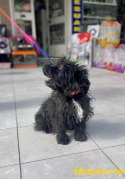 Silver F1 Maltipoo Yavrumuz 4