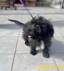Silver F1 Maltipoo Yavrumuz 3
