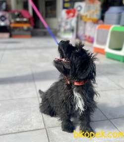 Silver F1 Maltipoo Yavrumuz 5