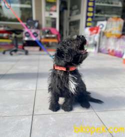 Silver F1 Maltipoo Yavrumuz 2