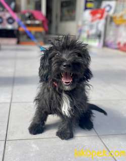 Silver F1 Maltipoo Yavrumuz 1
