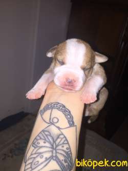 Silver Fawn Yavrular 4