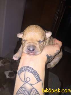 Silver Fawn Yavrular 5