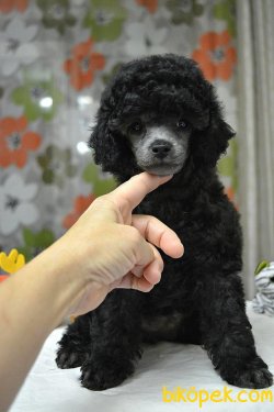 Silver Grey Mini Toy Poodle Yavrumuz 2