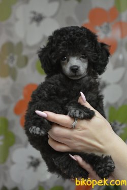 Silver Grey Mini Toy Poodle Yavrumuz 1