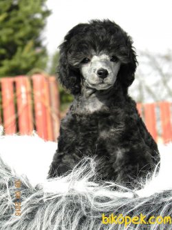 Silver Grey Mini Toy Poodle Yavrumuz 4