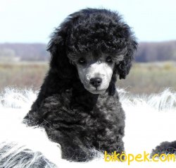 Silver Grey Mini Toy Poodle Yavrumuz 3