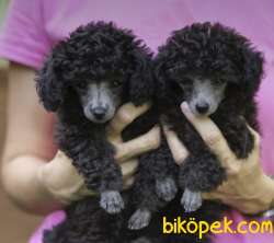 Sılver (Gümüş Renk) Toy Poodle Yavrularımız 2
