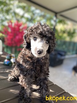 SİLVER NADİR RENK TOY POODLE YAVRUMUZ 1