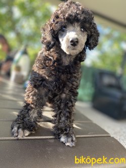 SİLVER NADİR RENK TOY POODLE YAVRUMUZ 3