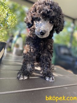 SİLVER NADİR RENK TOY POODLE YAVRUMUZ 2