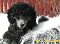 Silver Nadir Renk Xs Poodle Bebeklerimiz 3