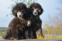 Silver Nadir Renk Xs Poodle Bebeklerimiz 5