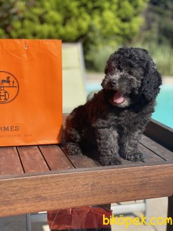 Silver  Orjinal Toy Nadir Renk Grey Poodle 1