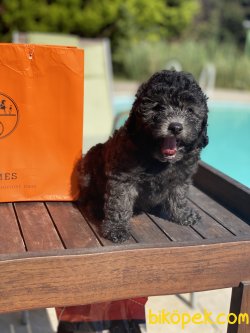 Silver  Orjinal Toy Nadir Renk Grey Poodle 2