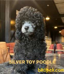 SILVER ÖZEL RENK (GÜMÜŞ )TOY POODLE 3