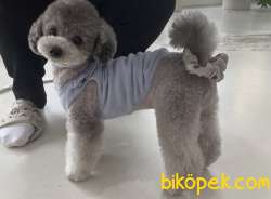 SILVER ÖZEL RENK (GÜMÜŞ )TOY POODLE 2