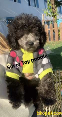 SILVER ÖZEL RENK (GÜMÜŞ )TOY POODLE 1