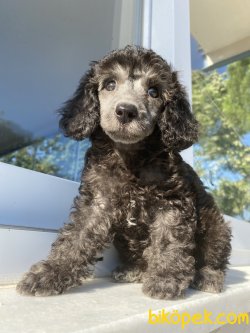 SİLVER ÖZEL RENK POODLE BEBEĞİMİZ 3