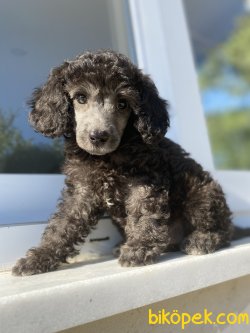 SİLVER ÖZEL RENK POODLE BEBEĞİMİZ 2
