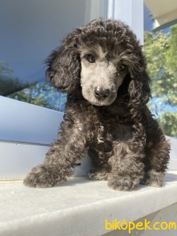 SİLVER ÖZEL RENK POODLE BEBEĞİMİZ 1