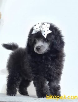 Silver Özel Renk Toy Poodle Yavrularımız 1