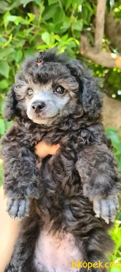Silver Özel Renk Toy Poodle Yavrularımız 2