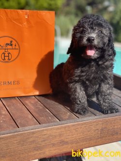 Silver Özel Renk Toy Poodle Yavrularımız 3